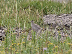 Whimbrel Spurn