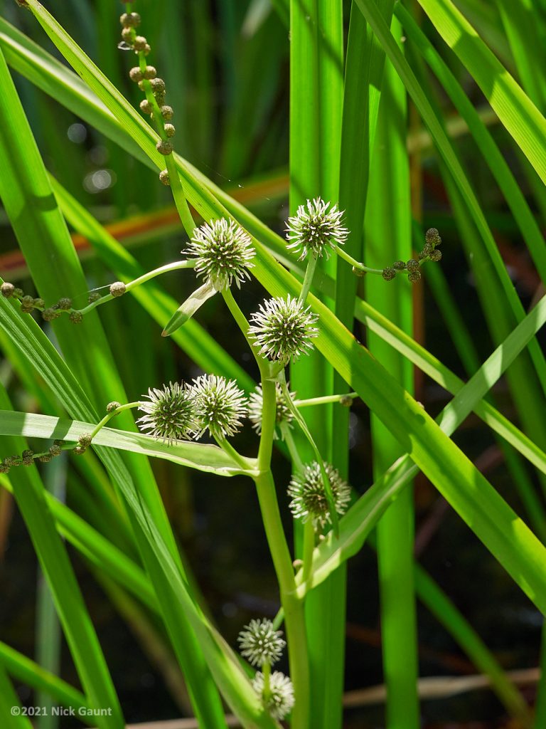 Branched Bur-reed