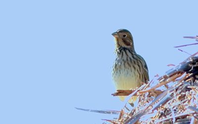 Hares and Finches in Ripon 23rd February 2016