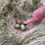 Curlew Nest  Jack Upsall