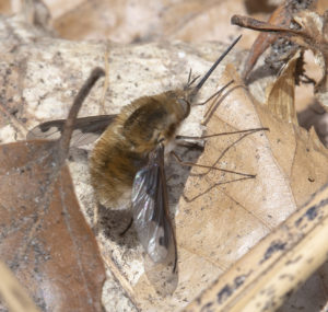 Large Bee Fly (Bombylius major) Nigel Harcourt-Brown