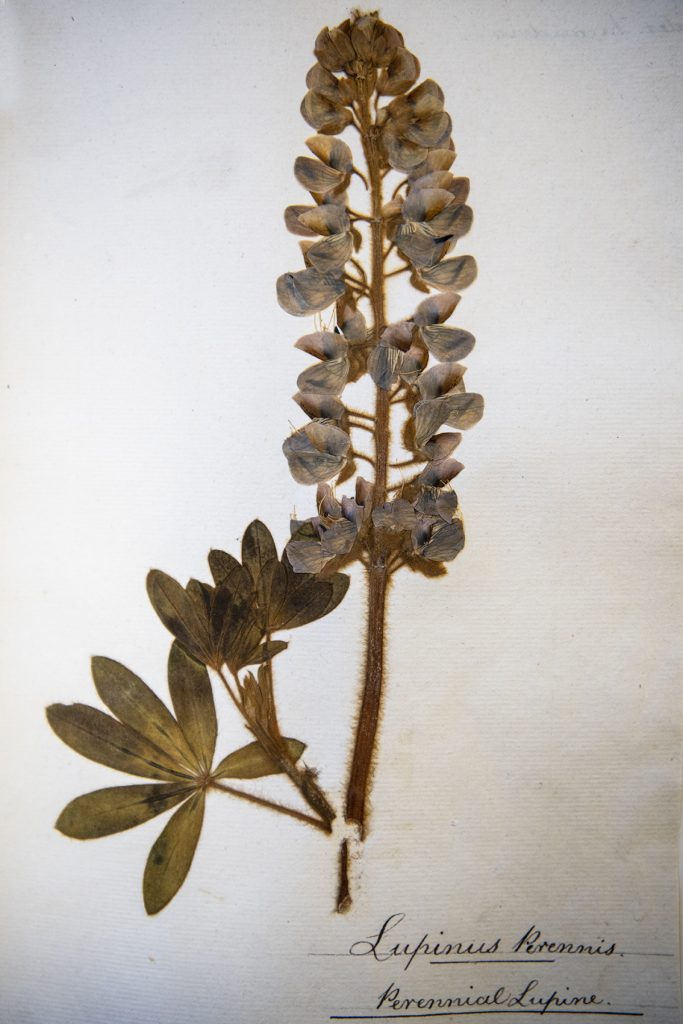Perennial Lupin, Whitby Museum Herbarium
