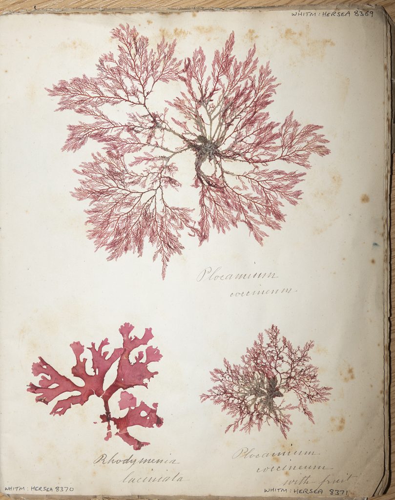 Seaweeds, Whitby Museum Herbarium