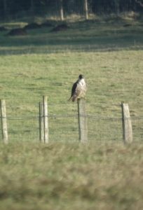 A huge imm female Peregrine we watched closely sat on a fence at The Dubb, Ripon Parks (Colin Slator)