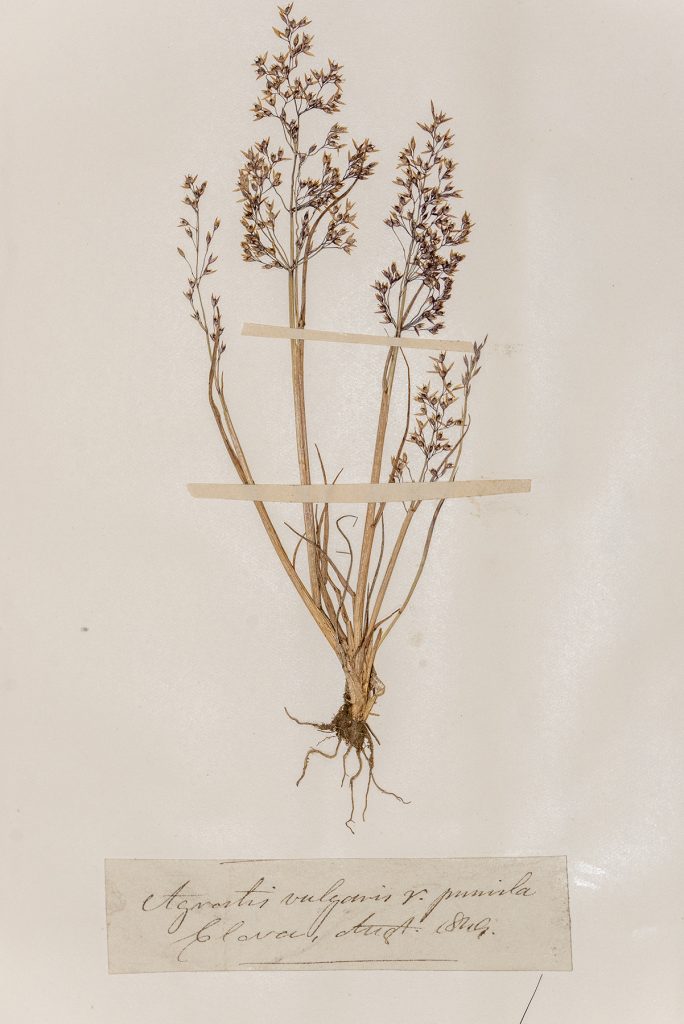 Grass Agrositis vulgaris, Whitby Museum Herbarium