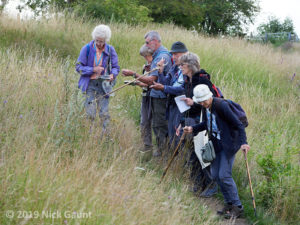 Examining calcareous grassland