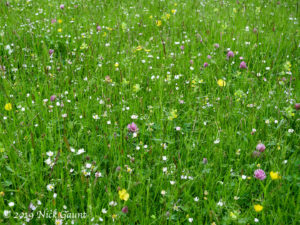 Meadow flowers in Upper Teesdale
