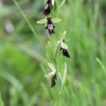 Fly Orchid (Nigel Harcourt-Brown)