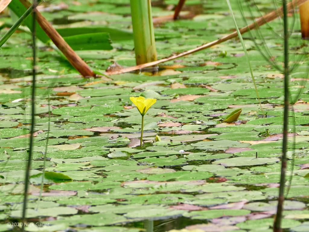 Fringed Water-lily (Nymphoides peltata)