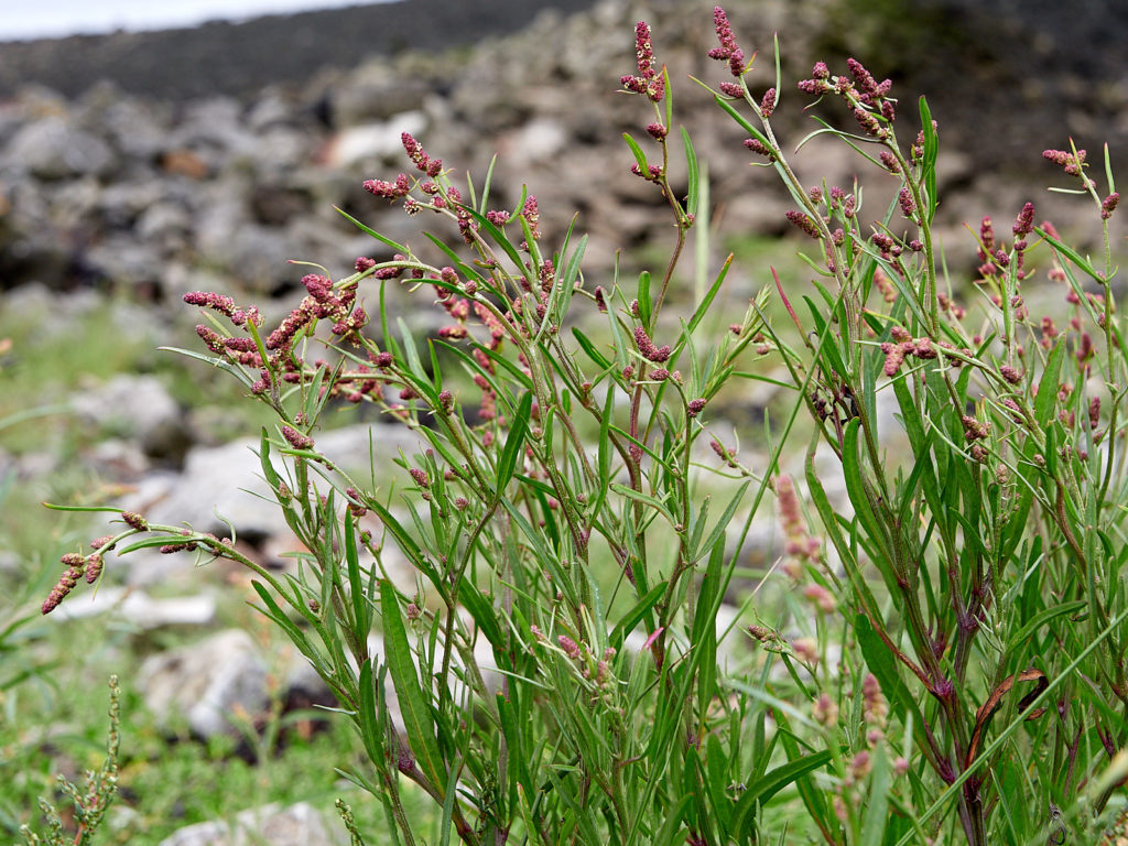 Grass-leaved Orache (Atriplex littoralis)