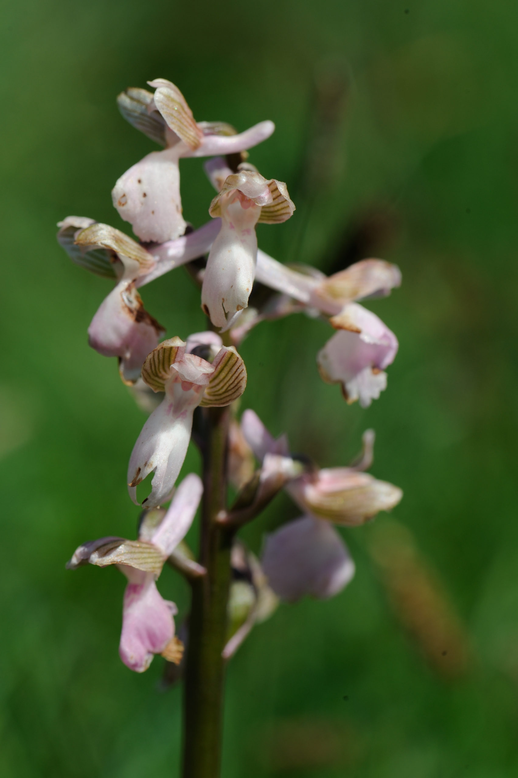 Green-winged Orchid, pale form