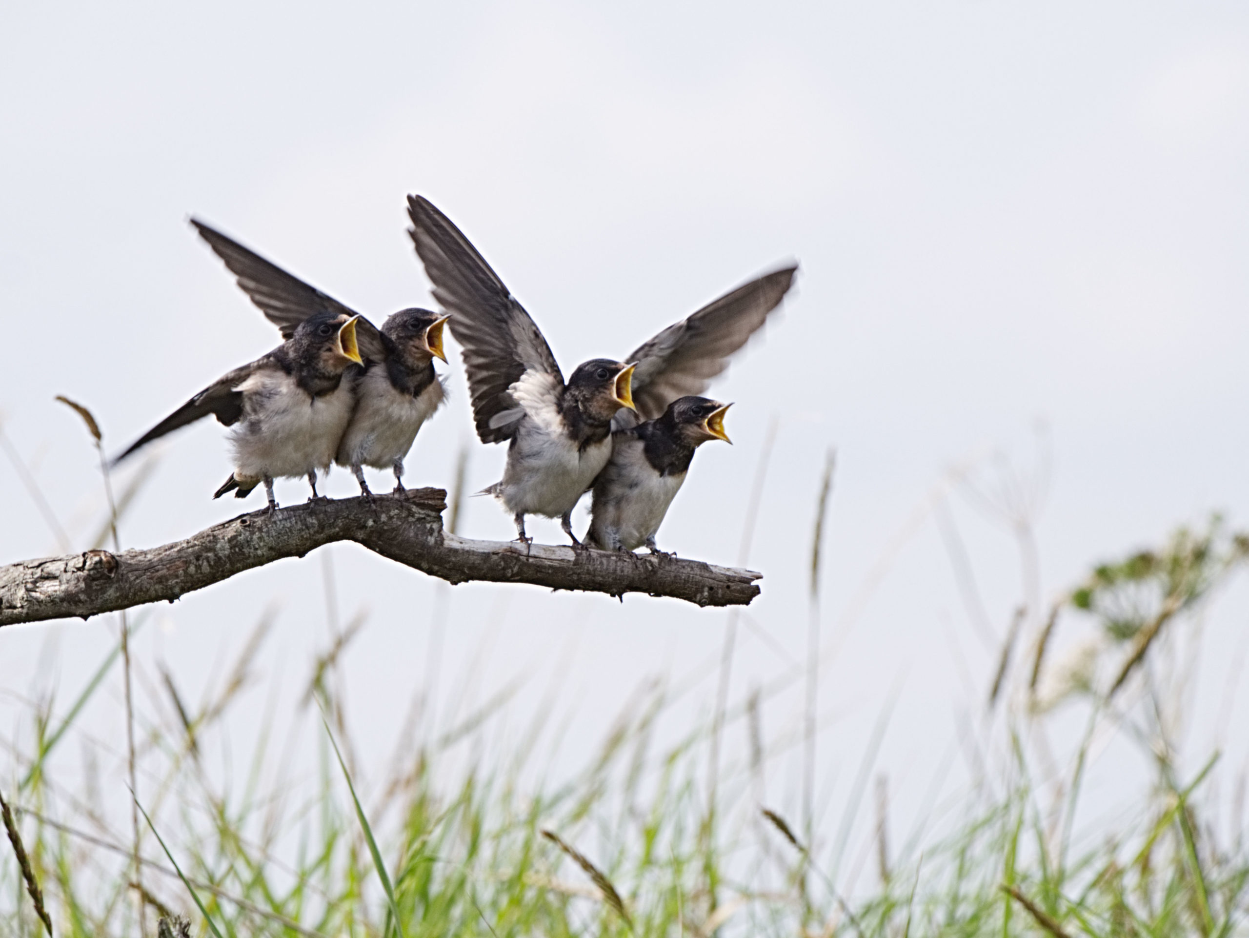 Hungry swallows Spurn