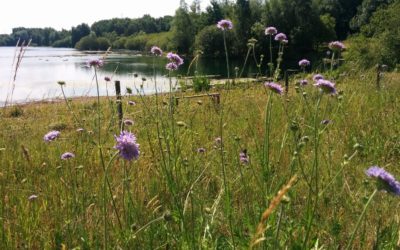 National Meadows Day at Farnham Gravel Pit – 7th July 2018