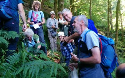Ferns and Higher Plants at Skrikes Wood and Heyshaw Moor  – 14th July 2018