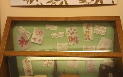 HDNS visit to Whitby Museum herbarium