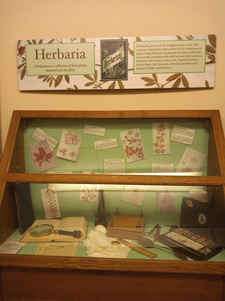 Herbarium display cabinet, Whitby Museum