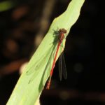 Large Red Damselfly Mike Smithson