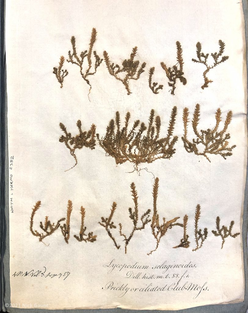 Lesser Club-moss (Selaginell selaginoides), Whitby Museum