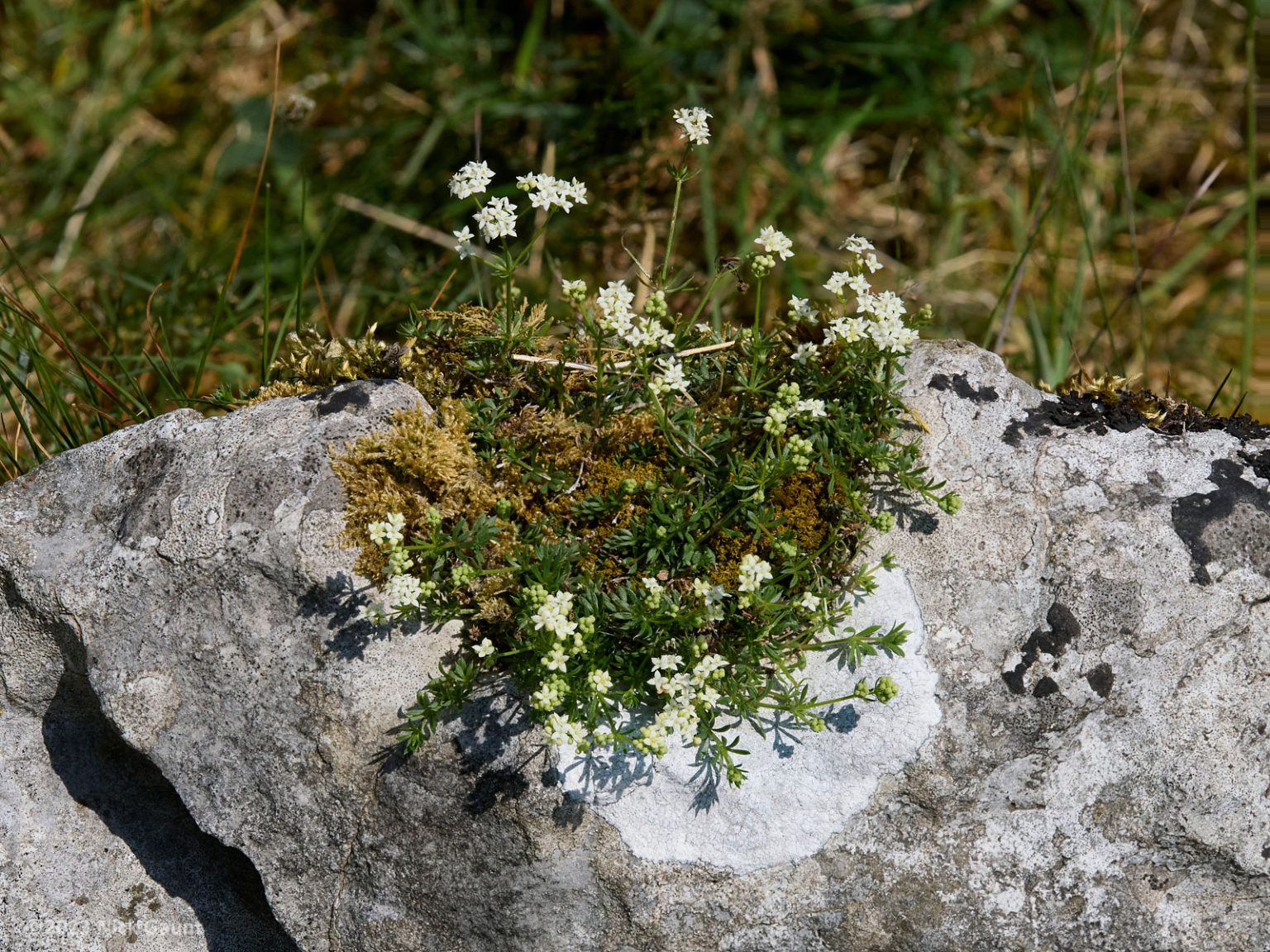 Ribblesdale's botanical riches - Harrogate & District Naturalists Society