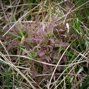 Marsh Lousewort (Pedicularis palustris) - 190523-115335_DMC-GX8_P1080826