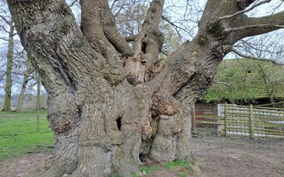 Ancient Trees of Ripley Park