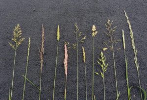 Grasses from Orchard Field (Bob Evison, 2014)