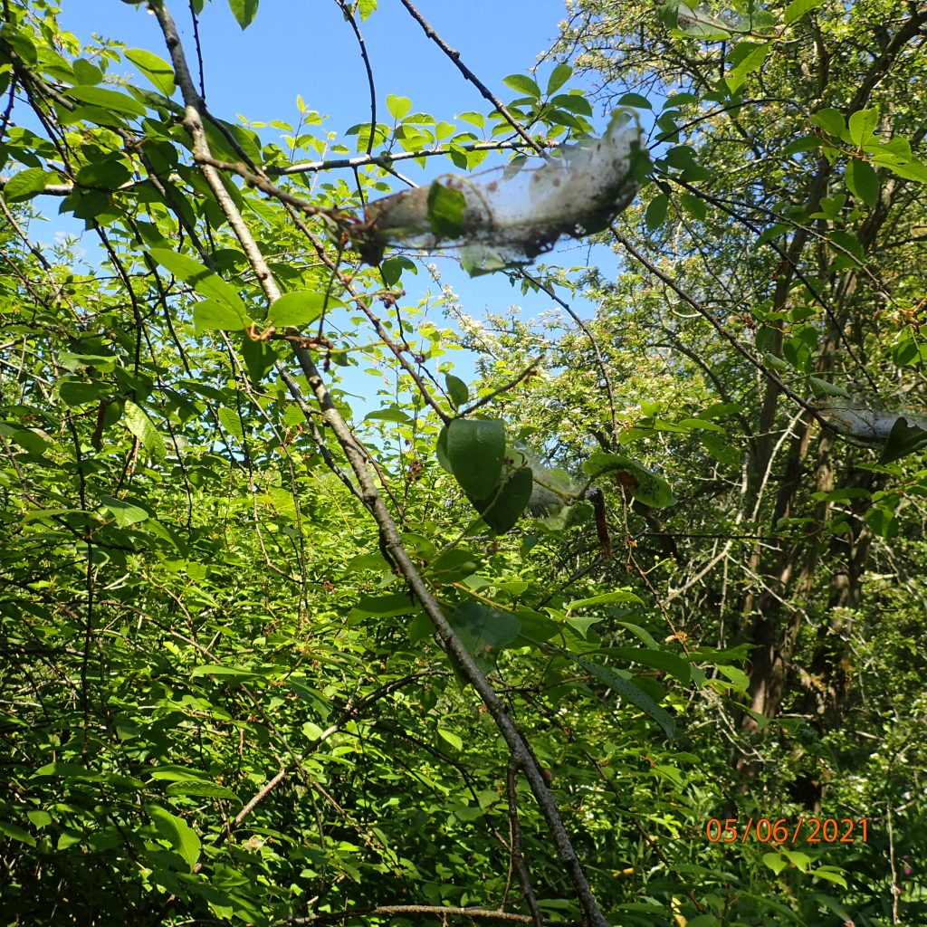 Webs of the Bird Cherry Ermine Moth caterpillars