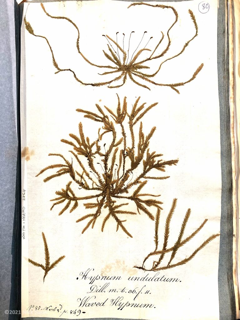 Plagiothecium undulatum, Whitby Museum
