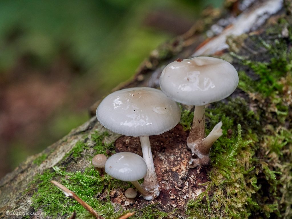 Porcelain Fungus (Mucidula mucida)