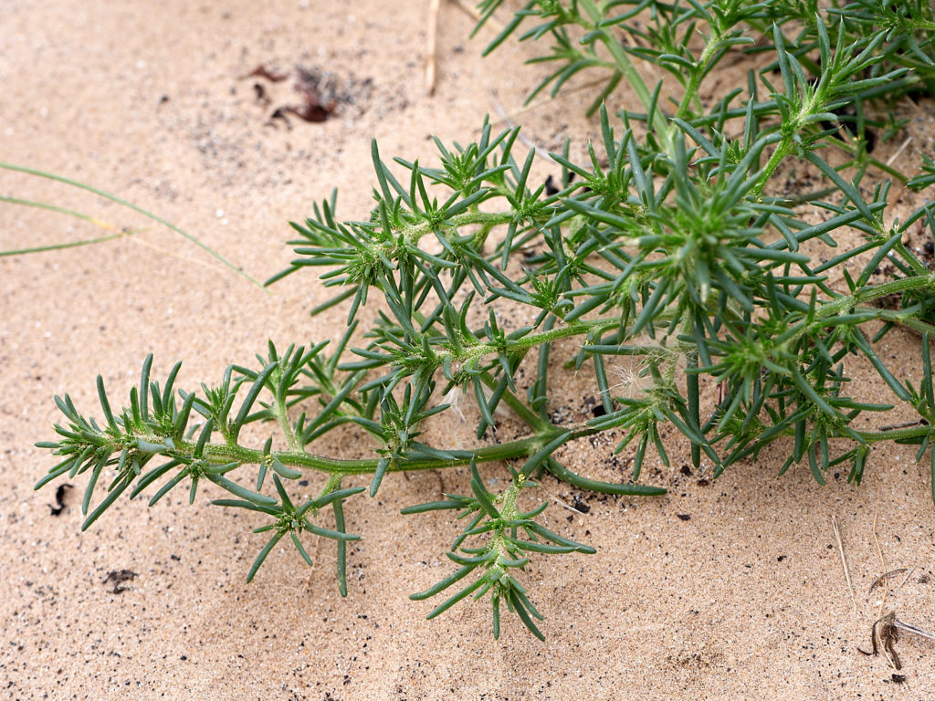 Prickly Saltwort (Salsola kali)