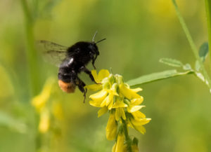 Re-tailed Bumblebee  Malcolm Jones