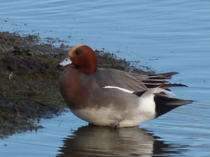 Wigeon ♂ Will Rich