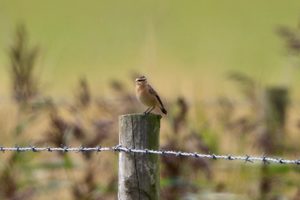 Whinchat (Peter Thomson)
