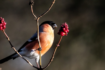 Male Bullfinch feeding on Mahona,
Harlow Hill 07-01-22 Malcolm Jones Male Bullfinch
