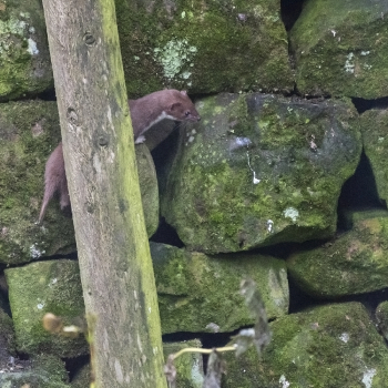 Weasel male, Hampsthwaite 19/12/2021 Nigel Harcourt-Brown Weasel male