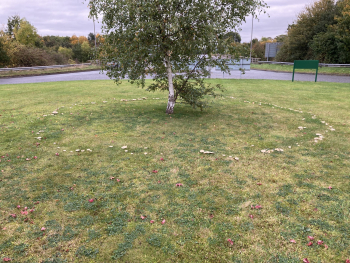 'Fairy ring', Clouded Funnel (Clitocybe nebularis) Roundabout at Boroughbridge 23-10-2021 Muff Upsall Clitocybe nebularis