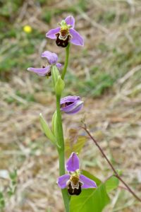 Bee orchid (Peter Thomson)