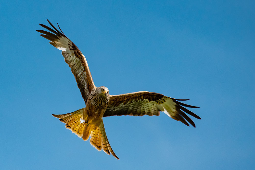 Red Kite